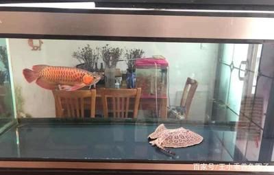 紅龍魚適合和什么龜混養（紅龍魚可以與哪些龜混養？）