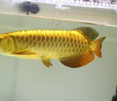 買金龍魚去哪：觀賞金龍魚市場價格對比,金龍魚市場價格對比