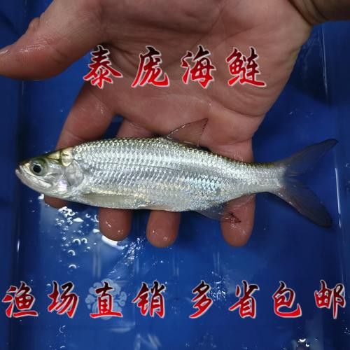 白金龍魚價格圖片大全及價格