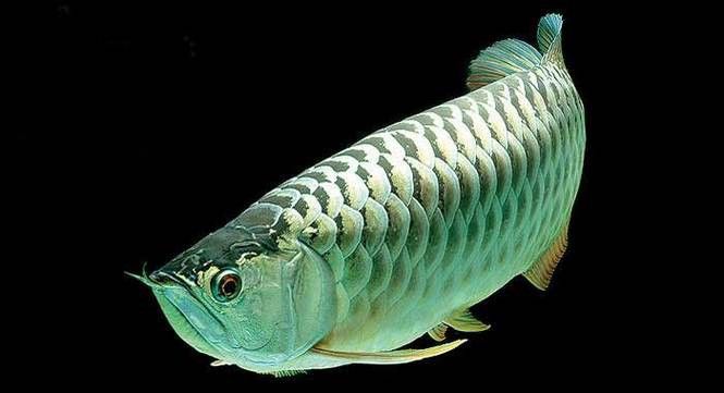 白金龍魚價格圖片大全及價格