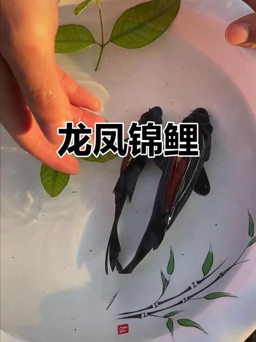 白金龍魚價格圖片大全及價格