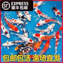 白金龍魚價格圖片大全及價格
