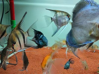 鸚鵡魚混養(yǎng)對缸內(nèi)環(huán)境的影響：鸚鵡魚混養(yǎng)對水質(zhì)的具體影響 鸚鵡魚混養(yǎng)對缸內(nèi)環(huán)境的影響：鸚鵡魚混養(yǎng)對水質(zhì)的具體影響 龍魚百科 第1張