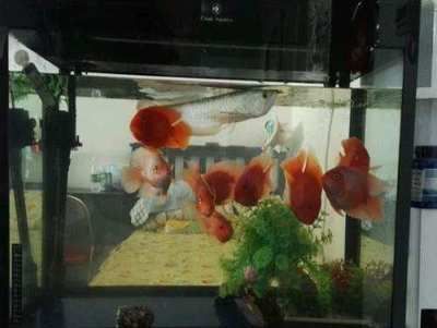 鸚鵡魚混養(yǎng)對缸內(nèi)環(huán)境的影響：鸚鵡魚混養(yǎng)對水質(zhì)的具體影響 鸚鵡魚混養(yǎng)對缸內(nèi)環(huán)境的影響：鸚鵡魚混養(yǎng)對水質(zhì)的具體影響 龍魚百科 第3張