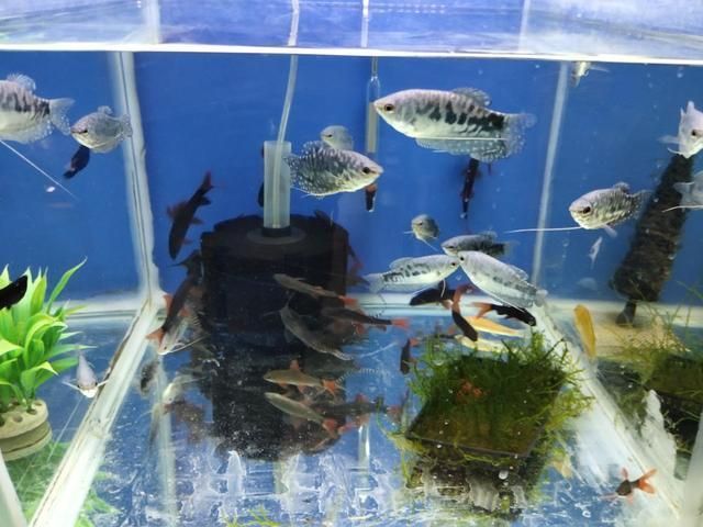 鸚鵡魚混養(yǎng)對缸內(nèi)環(huán)境的影響：鸚鵡魚混養(yǎng)對水質(zhì)的具體影響 鸚鵡魚混養(yǎng)對缸內(nèi)環(huán)境的影響：鸚鵡魚混養(yǎng)對水質(zhì)的具體影響 龍魚百科 第5張