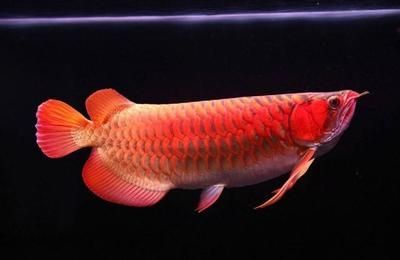 龍魚名字的由來是因為龍鱗嗎(龍魚名字的由來) 龍魚百科 第2張 龍魚名字的由來是因為龍鱗嗎(龍魚名字的由來) 龍魚名字的由來是因為龍鱗嗎(龍魚名字的由來) 龍魚百科 第2張