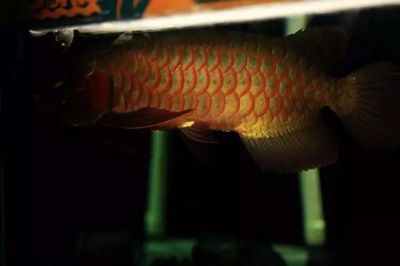 龍魚名字的由來是因為龍鱗嗎(龍魚名字的由來) 龍魚百科 第4張 龍魚名字的由來是因為龍鱗嗎(龍魚名字的由來) 龍魚名字的由來是因為龍鱗嗎(龍魚名字的由來) 龍魚百科 第4張