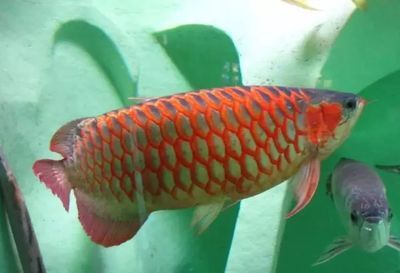 龍魚名字的由來是因為龍鱗嗎(龍魚名字的由來) 龍魚百科 第3張 龍魚名字的由來是因為龍鱗嗎(龍魚名字的由來) 龍魚名字的由來是因為龍鱗嗎(龍魚名字的由來) 龍魚百科 第3張