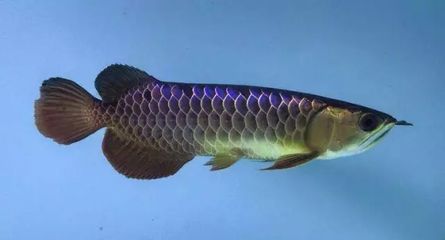 龍魚名字的由來是因為龍鱗嗎(龍魚名字的由來) 龍魚百科 第5張 龍魚名字的由來是因為龍鱗嗎(龍魚名字的由來) 龍魚名字的由來是因為龍鱗嗎(龍魚名字的由來) 龍魚百科 第5張