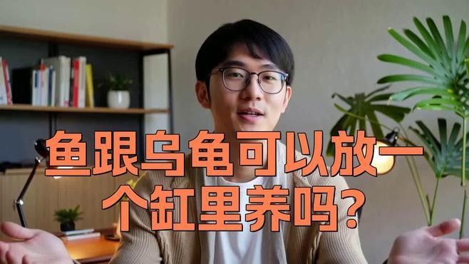 龍魚和西非側頸龜混養需要注意什么？