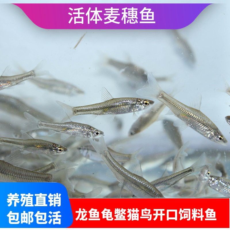 哪里批發(fā)金龍魚魚苗最便宜 哪里批發(fā)金龍魚魚苗最便宜 龍魚百科 第4張