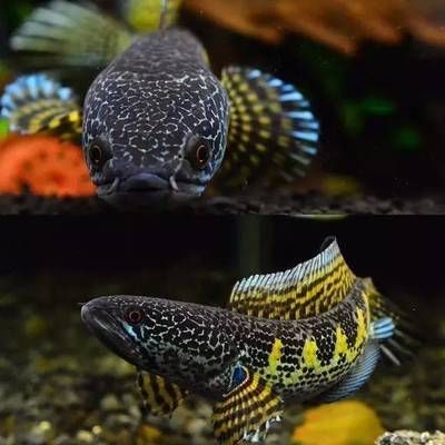 眼睛蛇雷龍魚混養：混養黃金眼鏡蛇雷龍魚需要注意什么？
