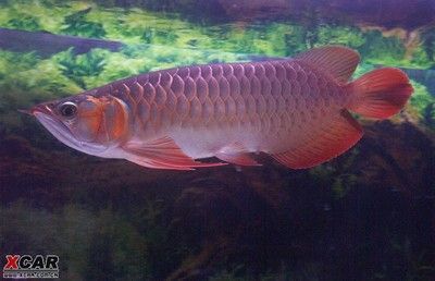 紅龍魚體長（紅龍魚在自然條件下的體長可以超過1米，然而紅龍魚能長多大） 紅龍魚體長（紅龍魚在自然條件下的體長可以超過1米，然而紅龍魚能長多大） 龍魚百科 第4張