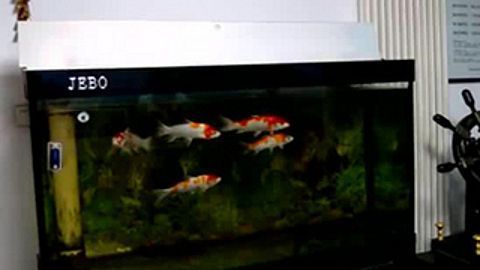 雷龍魚苗長的快嗎怎么辦