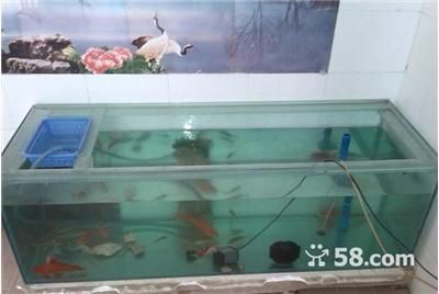 雷龍魚苗長的快嗎怎么辦