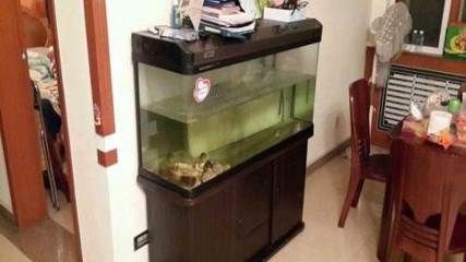 雷龍魚苗長的快嗎怎么辦
