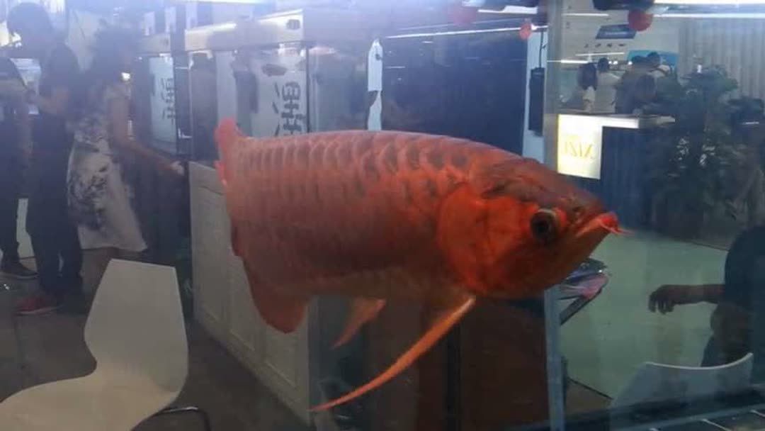 紅龍魚品牌有哪些種類的魚缸(養紅龍魚買什么品牌的魚缸好) 龍魚百科 第3張 紅龍魚品牌有哪些種類的魚缸(養紅龍魚買什么品牌的魚缸好) 紅龍魚品牌有哪些種類的魚缸(養紅龍魚買什么品牌的魚缸好) 龍魚百科 第3張