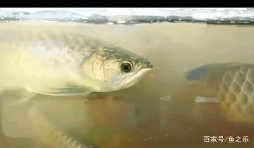 中國最大龍魚養殖場排名：中國最大的龍魚養殖場排名是怎樣的？ 中國最大龍魚養殖場排名：中國最大的龍魚養殖場排名是怎樣的？ 龍魚百科 第3張