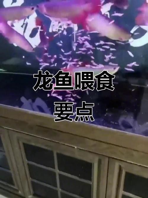 龍魚最喜歡吃什么食物圖片