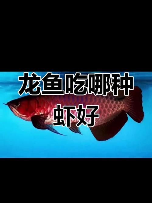 龍魚最喜歡吃什么食物圖片