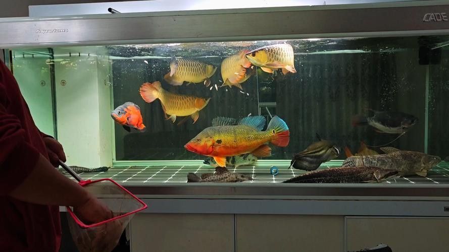龍魚最喜歡吃什么食物圖片