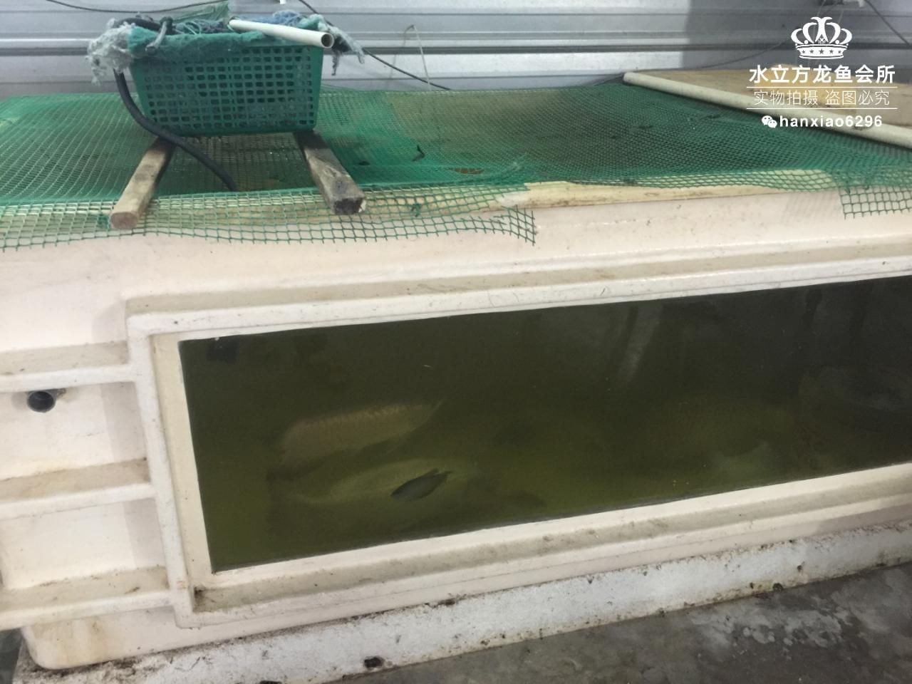 龍魚一缸養幾條合適圖片欣賞：龍魚一缸養幾條合適