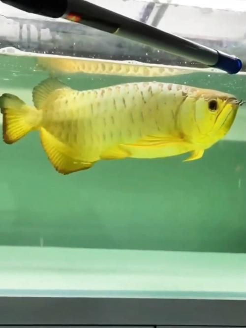 賽級金龍價格表和圖片 龍魚百科 第7張 賽級金龍價格表和圖片 賽級金龍價格表和圖片 龍魚百科 第7張