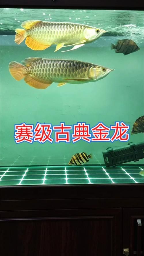 賽級金龍價格表和圖片 龍魚百科 第13張 賽級金龍價格表和圖片 賽級金龍價格表和圖片 龍魚百科 第13張