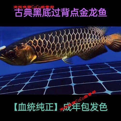 賽級金龍價格表和圖片 龍魚百科 第15張 賽級金龍價格表和圖片 賽級金龍價格表和圖片 龍魚百科 第15張