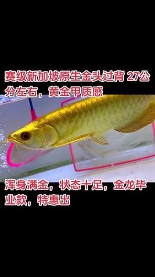 賽級金龍價格表和圖片 龍魚百科 第23張 賽級金龍價格表和圖片 賽級金龍價格表和圖片 龍魚百科 第23張
