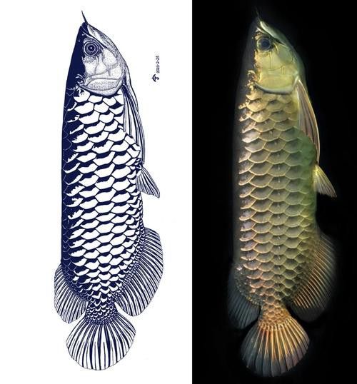 金龍魚手繪圖片高清