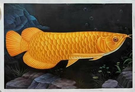金龍魚手繪圖片高清