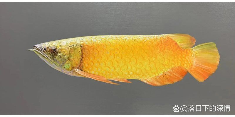 金龍魚手繪圖片高清