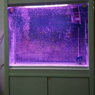 魚缸換完水為什么發渾（如何快速恢復魚缸換水后如何減少渾濁魚缸過濾系統維護技巧）