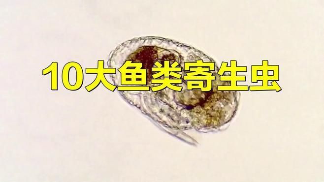 龍魚寄生蟲十大排名