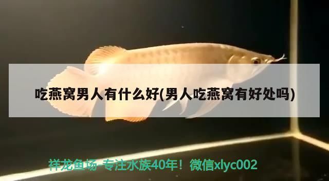 龍魚批發(fā)基地在哪里進(jìn)貨便宜：龍魚市場(chǎng)對(duì)比分析 龍魚批發(fā)基地在哪里進(jìn)貨便宜：龍魚市場(chǎng)對(duì)比分析 龍魚百科 第4張