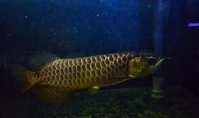 龍魚是否喜歡老水？：龍魚喜歡老水嗎？ 龍魚是否喜歡老水？：龍魚喜歡老水嗎？ 龍魚百科