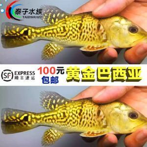 藍帆三間魚最佳飼料選擇，藍帆三間魚的最佳飼料選擇應當是結合人工飼料和活性餌料的優(yōu)點 藍帆三間魚最佳飼料選擇，藍帆三間魚的最佳飼料選擇應當是結合人工飼料和活性餌料的優(yōu)點 龍魚百科 第2張