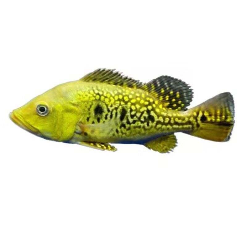 藍帆三間魚最佳飼料選擇，藍帆三間魚的最佳飼料選擇應當是結合人工飼料和活性餌料的優(yōu)點 藍帆三間魚最佳飼料選擇，藍帆三間魚的最佳飼料選擇應當是結合人工飼料和活性餌料的優(yōu)點 龍魚百科 第1張