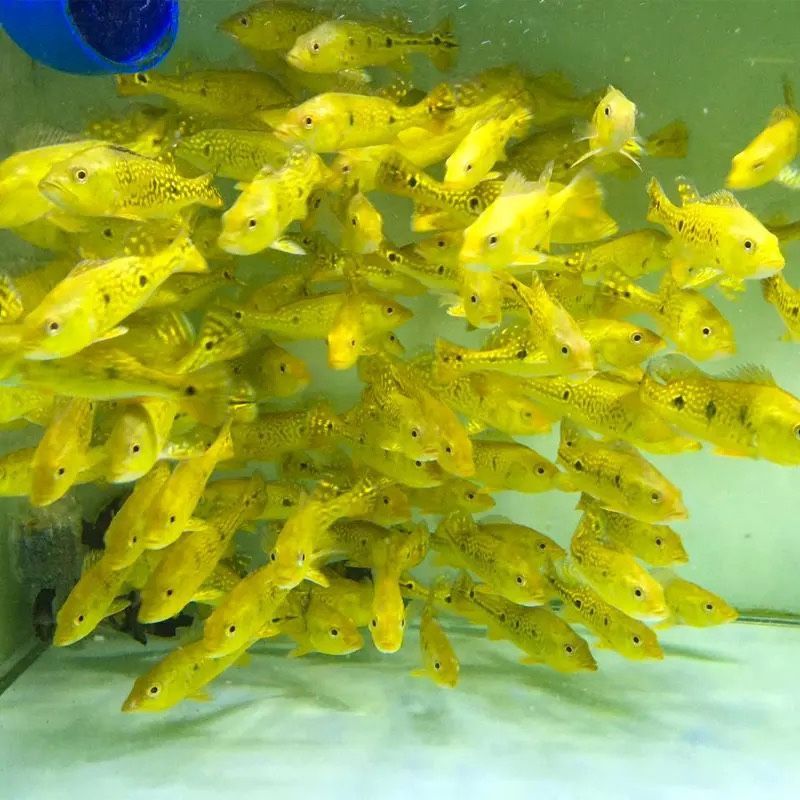 藍帆三間魚最佳飼料選擇，藍帆三間魚的最佳飼料選擇應當是結合人工飼料和活性餌料的優(yōu)點 藍帆三間魚最佳飼料選擇，藍帆三間魚的最佳飼料選擇應當是結合人工飼料和活性餌料的優(yōu)點 龍魚百科 第4張