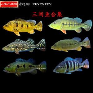 藍帆三間魚最佳飼料選擇，藍帆三間魚的最佳飼料選擇應當是結合人工飼料和活性餌料的優(yōu)點 藍帆三間魚最佳飼料選擇，藍帆三間魚的最佳飼料選擇應當是結合人工飼料和活性餌料的優(yōu)點 龍魚百科 第5張
