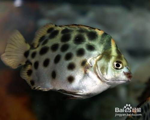 金鼓魚最愛吃的10個食物