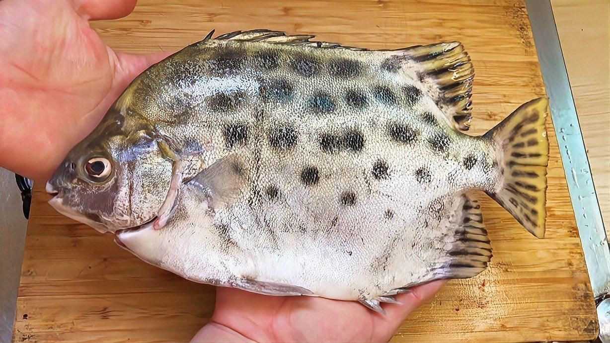金鼓魚最愛吃的10個食物