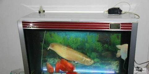 銀龍魚60公分價格（60公分的銀龍魚價格在300到500元之間還需根據市場情況決定）