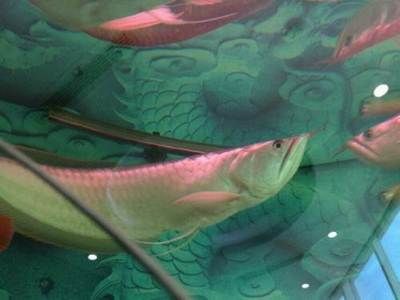 銀龍魚60公分價格（60公分的銀龍魚價格在300到500元之間還需根據市場情況決定）