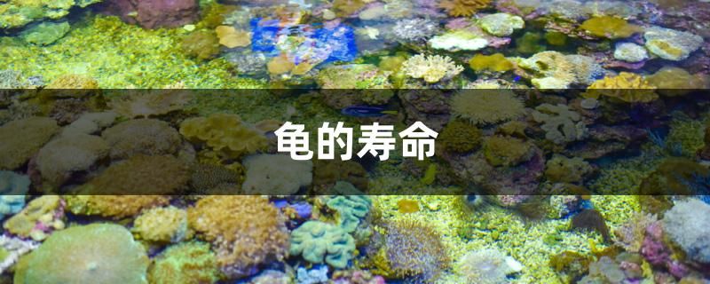 龜的壽命