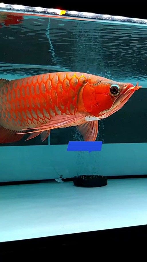 金龍魚吃什么長得快一點 金龍魚吃什么長得快一點 龍魚百科 第2張