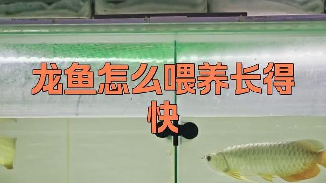 金龍魚吃什么長得快一點 金龍魚吃什么長得快一點 龍魚百科 第6張