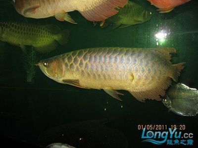 龍魚哪里的好養又便宜：新埠島碼頭龍魚價格對比金龍魚養殖入門知識分享
