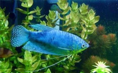 龍魚眼睛變白什么原因：龍魚眼睛變白可能是由多種原因引起的